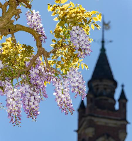 View of the tower of the Peace palace through the trees